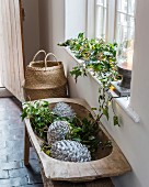 Pine cones and ivy tendrils arranged in old wooden trough