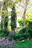 Wilder Garten mit eingewachsenen Bäumen und blühendem Salbei