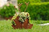 Gartenigel aus Metall bepflanzt mit Steingewächsen auf Rasen im Garten