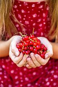 Hands of girl holding red currants