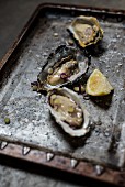 Dressed oysters served with salt and lemon