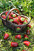 Artificial strawberries in and around basket on grass