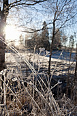 Frost an Gräsern in winterlicher Landschaft