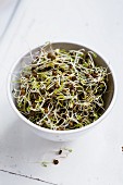 Lentil sprouts in a bowl