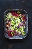 Gurken-Sprossen-Salat in Emailleform auf dunklem Untergrund