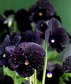 Viola 'Black Delight'