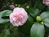 Camellia 'Tarokaja'