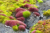 Red and green moss, Svalbard
