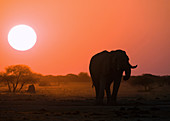 African Elephant