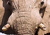 African Elephant close-up