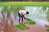 Woman working in a rice field, Madagascar