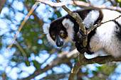 Indri lemur