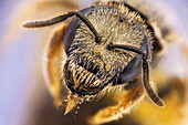Small metallic bee