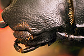 Erodius beetle