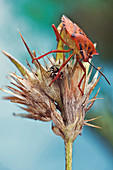 True bug adult and nymph