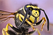 Queen German wasp