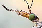 Crane fly head