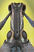 Weevil head