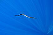 Chinese Sea Snake at Gunung Apio