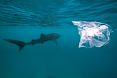 Whale shark and plastic bag