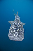 Whale shark, Bohol Sea, Philippines