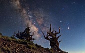 Milky Way over bristlecone pine trees