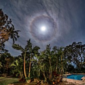 Moon halo above palm trees