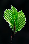 Beech (Fagus sylvatica) leaves