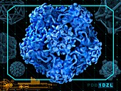 Human papilloma virus surface protein L1