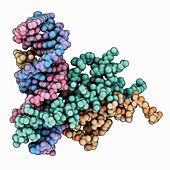 Regulatory protein complexed with DNA