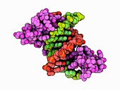 Zinc finger protein complexed with DNA