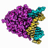 DNA glycosylase complexed with DNA