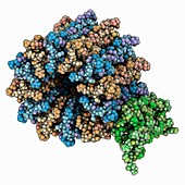 ATP synthase subcomplex