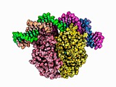 CAP protein complexed with DNA