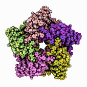 Lumazine synthase molecule