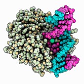 hOGG1 complexed with DNA