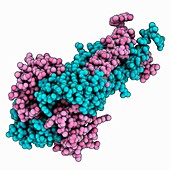 Sendai virus phosphoprotein