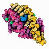 RNA pseudoknot complexed with biotin