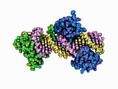 Transcription factor DNA complex