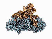 Glutaminyl-tRNA synthetase complex