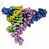 Human Max-DNA complex
