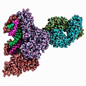 HIV-1 reverse transcriptase complex