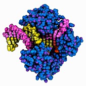 Y-family DNA polymerase DNA complex