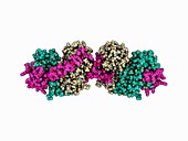 Tyrosine phosphatase chaperone complex