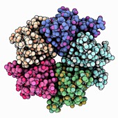 Nucleoplasmin-core molecule