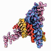 MyoD bHLH domain-DNA complex