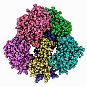 Nerve growth factor complex