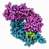 HIV-1 antibody complexed with GP41