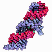 HIV-1 RNA duplex molecule