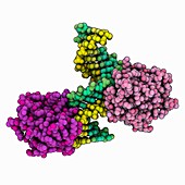 Ribonuclease H complex